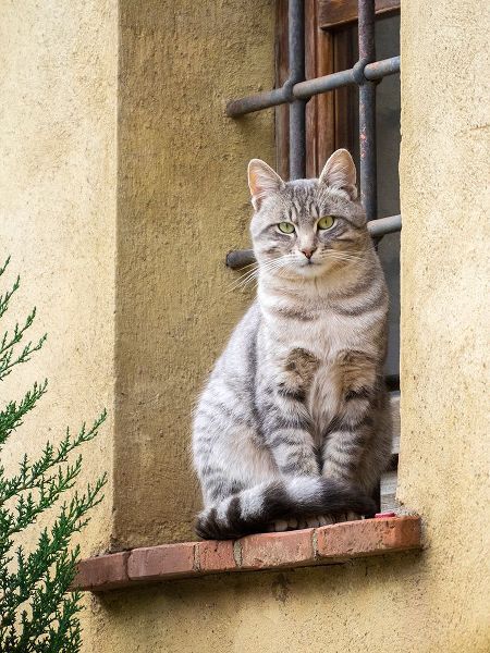 Eggers, Julie 아티스트의 Italy-Tuscany-Pienza Cat sitting on a window ledge along the streets작품입니다.